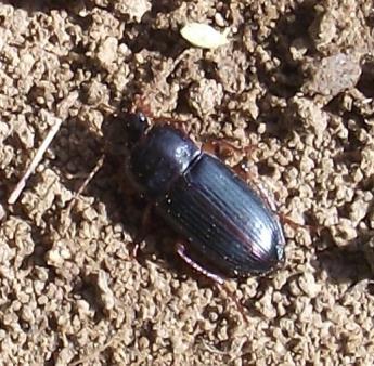 ábra Harpalus caspius (Steven, 1806), Hidegkút,