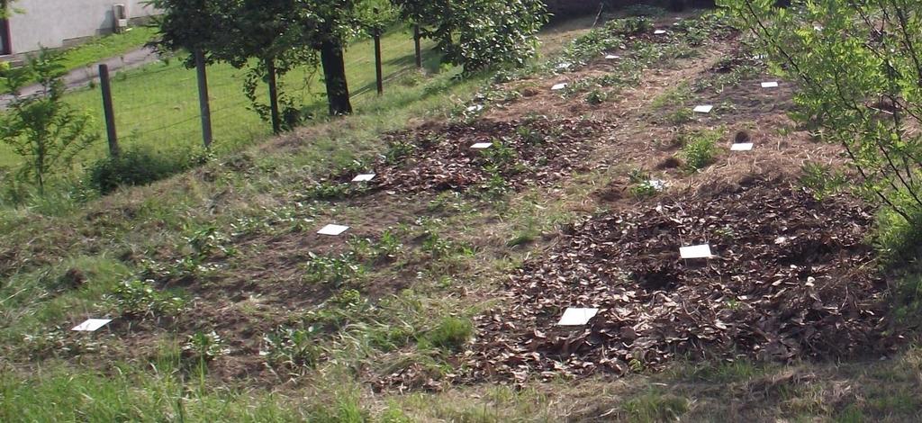 Budaörsön és Hidegkúton 2011-től 2013-ig helyszínenként négy ismétlésben 12; 3 m 4 m nagyságú parcellát állítottam be, háromféle kezeléssel (1. és 2. ábra).