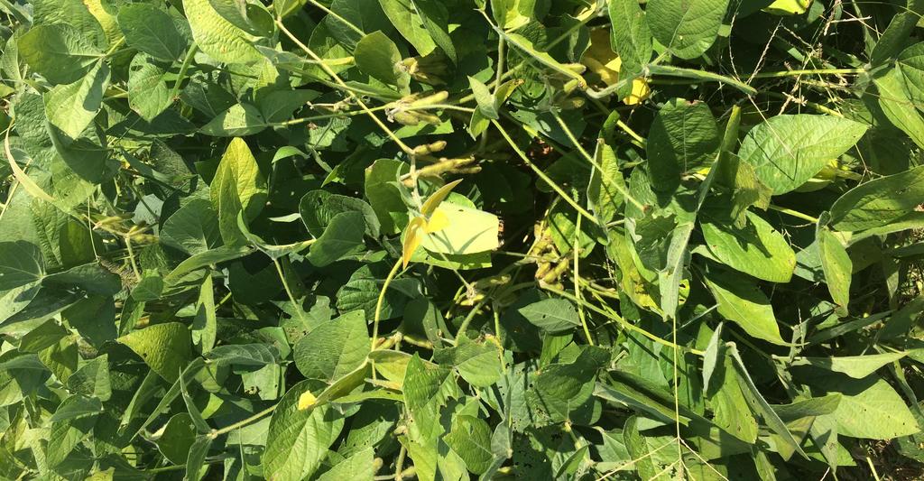 Növénytermesztés Agrotechnikai változások nyomon követése Fajtaspecifikus jellegek megismerése Forrás: Varga-Tikász-Barna