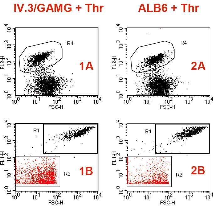 19. ábra Coated-thrombocyta (A) és thrombocyta mikropartikula (B) képződés vizsgálata flowcytometriával. A: Biotin-Fbg jelölés, B: Bodipy-maleimid jelölés. 1 oszlop: IV.