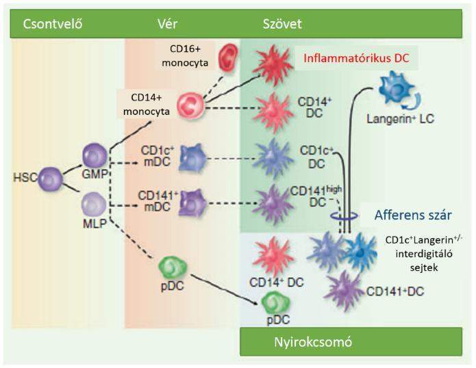5. ábra: Denritikus sejtek típusai a különböző szövetekben. (Forrás: Collin M et al. Human dendritic cell subsets. Immunology. 2013;140(1):22-30).