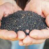 Ôszi Bevezetô Új termékek a Bayer Seeds-tôl A vetômagpiac az egyik legdinamikusabban fejlôdô terület a mezôgazdasági inputok közül.