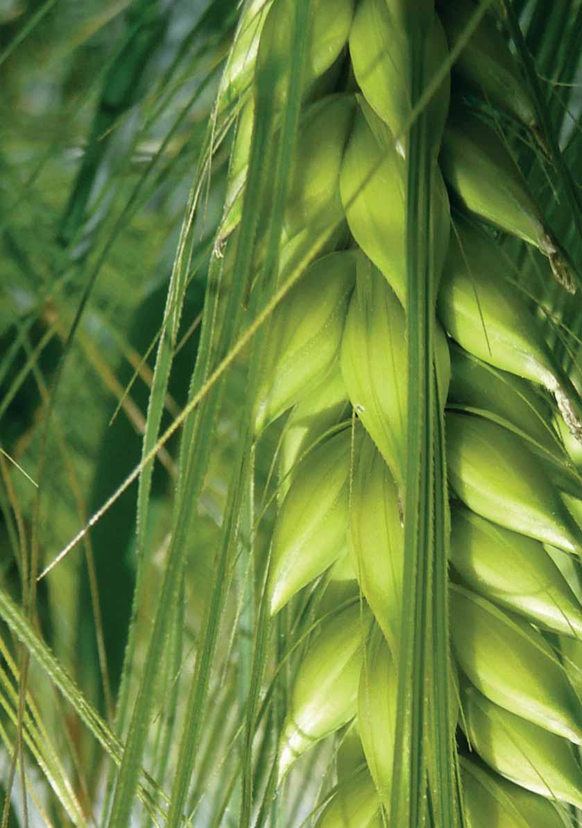 HIBRIDÁRPA HEDY ÚJ Szembetûnô elônyök középérésű, kiemelkedő termőképességű hibridárpa kiválóan adaptálódó, kifejezetten agronómiai adottságú típus nagyon általános betegségtolerancia,