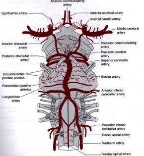 pályák<< VOR THAL magvak >> 2./a. Carotis Interna(ACI) - a.