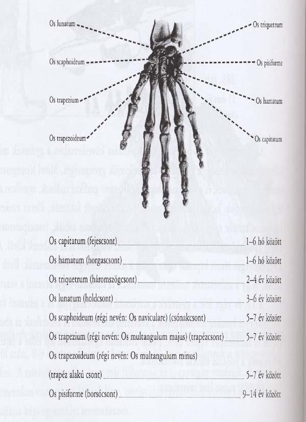 A CERUZAFOGÁS FEJLŐDÉSE A kéztőcsontosodás fejlődése A grafomotoros érettségben és a finommotorikában általában nagy szerepe van a kézcsontok fejlettségének a nyolc
