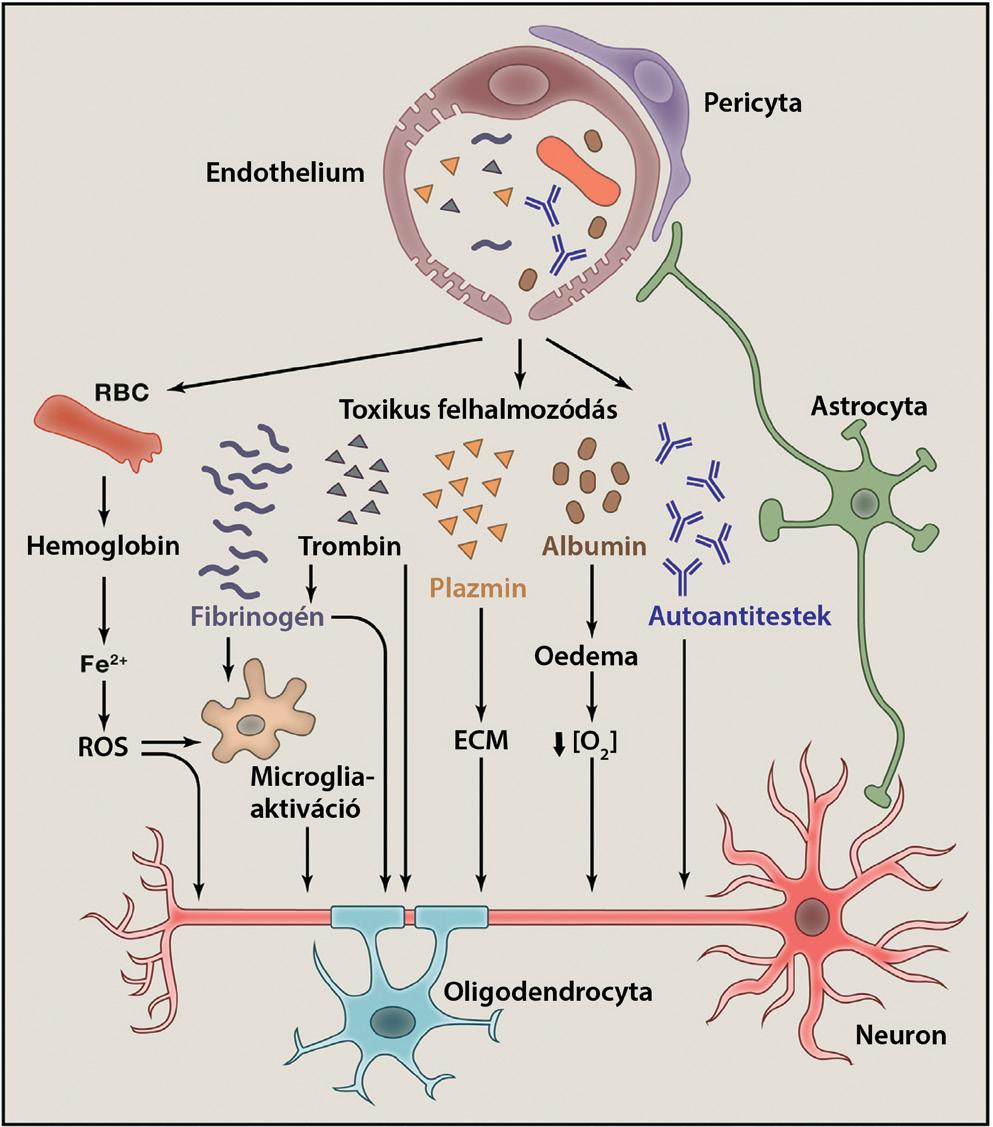 carrier flux transzporterek, mint az organic anion transporting polypeptides (OATP-k), az organic anion transzporterek (OAT-k), az organic cation transzporterek (OCT-k), a nukleozid transzporterek, a