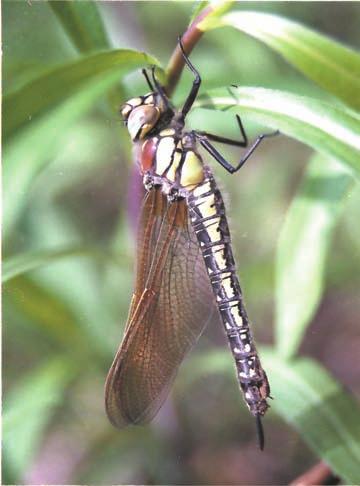 178 NATURA