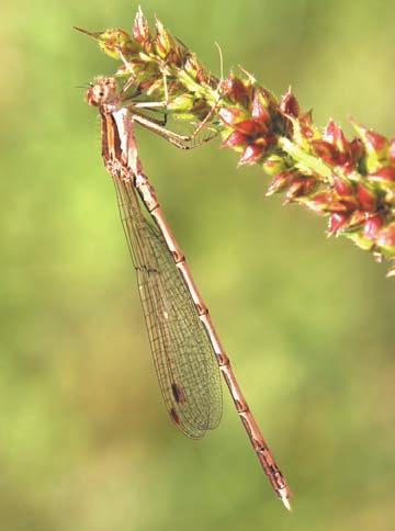 182 NATURA