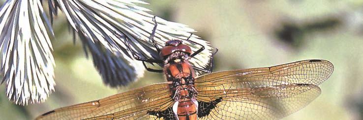 184 NATURA SOMOGYIENSIS 145.