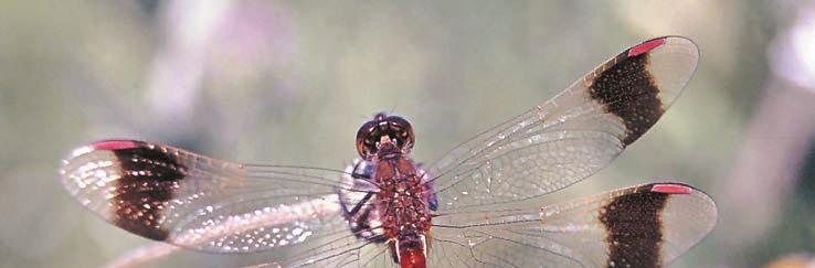 186 NATURA