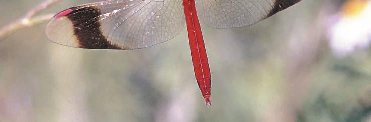 ábra: A Sympetrum