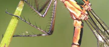 kibújt Ophiogomphus