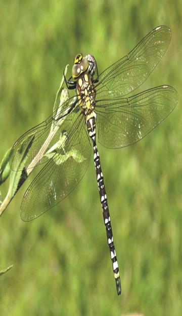 ábra: A Lestes