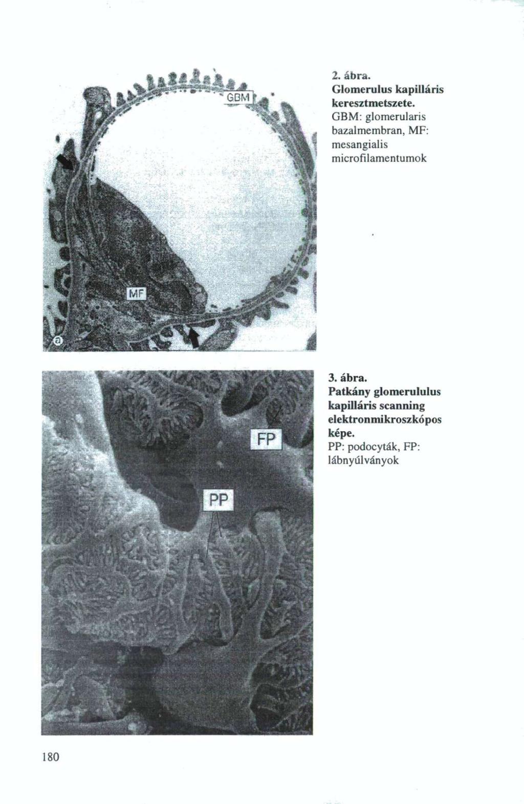 2. ábra. Glomerulus kapilláris keresztmetszete.