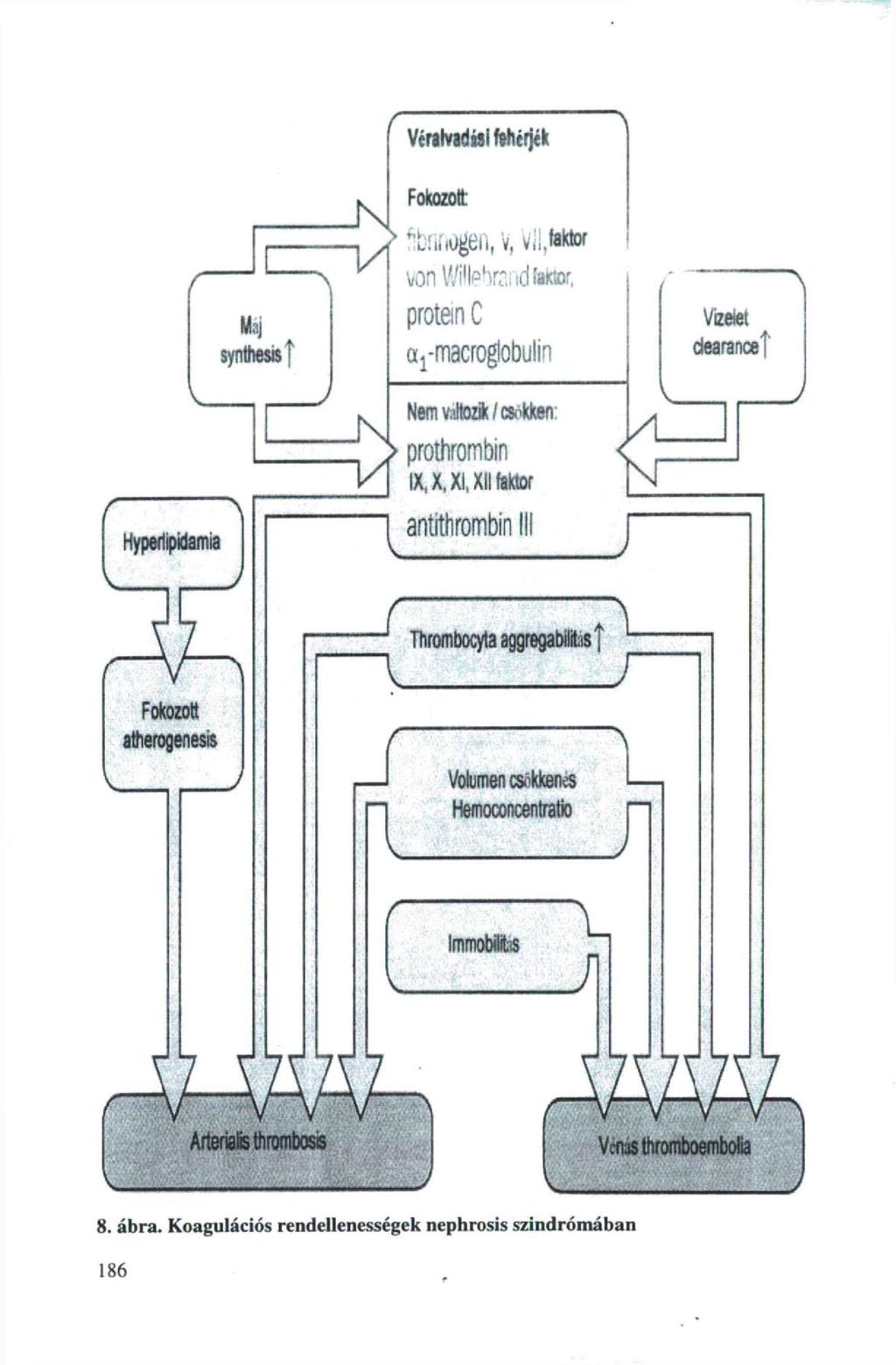 Véralvadási fehérjék M;,j synthesis t. Fokozott > ^hnfiogen, v, vi!