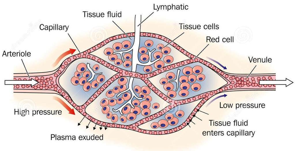 kapilláris szövetnedv Kapillárisok nyirokér szöveti sejt vörösvértest arteriola venula magas nyomás a plazma kiáramlik a kapillárisból alacsony nyomás a szövetnedv beáramlik