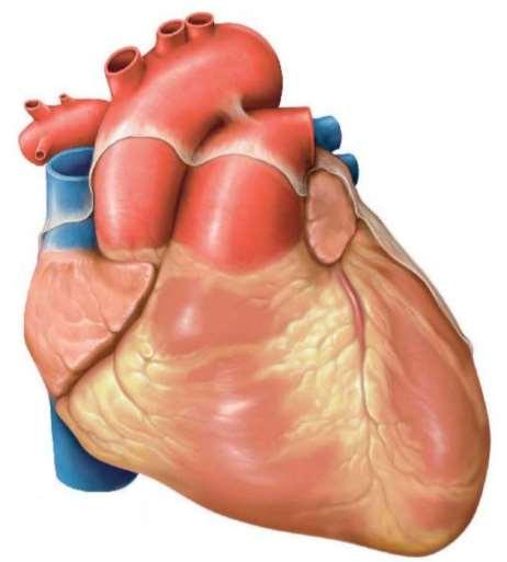 A szív aorta tüdőartéria bal