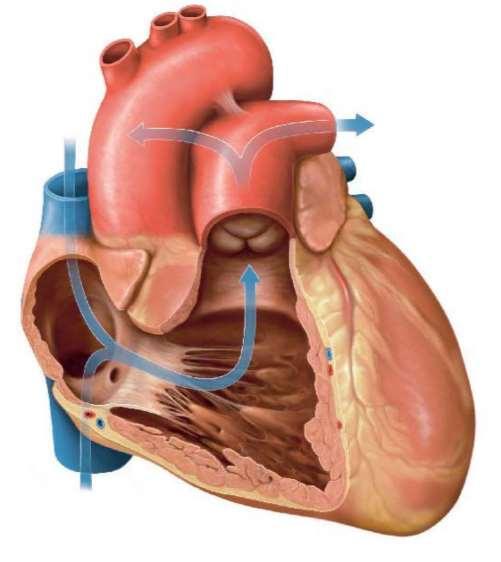 A szív A jobb pitvarba ömlenek a test oxigén-, és tápanyagszegény vérét összegyűjtő nagy vénák. Innen a vér a kamrák elernyedésekor (diastole)a jobb kamrába kerül.