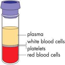 A vér A vér fő összetevői: 1. plazma: 92% víz, fehérjék, glükóz,véralvadási faktorok, hormonok, szén-dioxid 2.