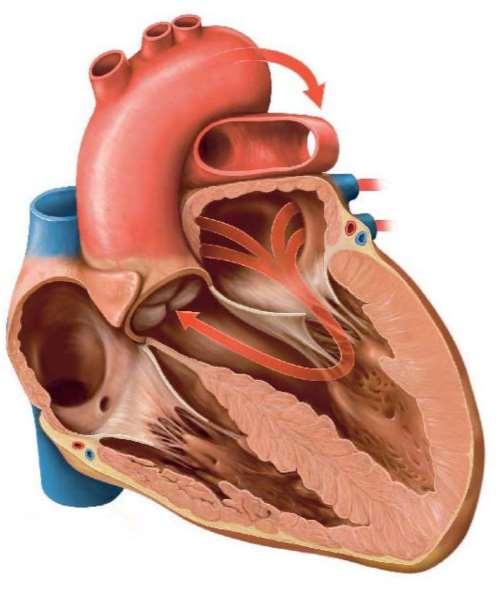 A szív Az oxigénnel telített vér a kamrák elernyedésekor (diastole) a tüdőből a tüdővénákon keresztül a bal pitvarba, majd innen a