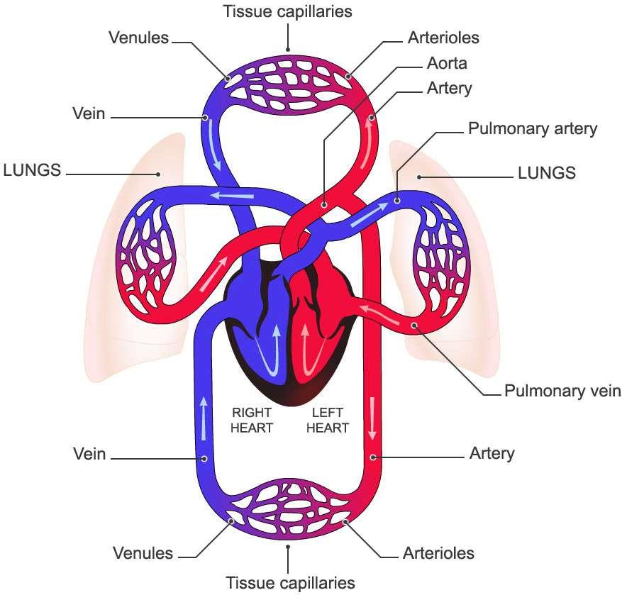 Keringés venula szöveti kapillárisok arteriola aorta NAGY VÉRKÖR véna artéria tüdőartéria tüdő