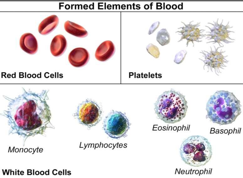 A vér Alakos elemek Vörösvértest 5 millió / mm 3 Vérlemezke 300 000/ mm 3 monocita