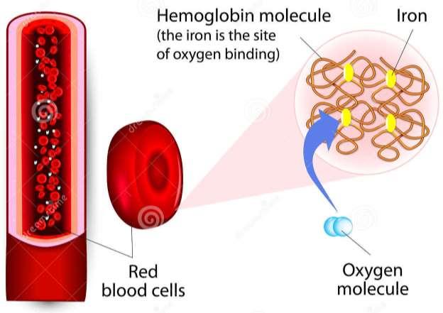 A vérsejtek funkciói Vörösvérsejt: légzési gázok (oxigén és szén-dioxid), tápanyagok szállítása A vörösvérsejt hemoglobint tartalmaz, amely egy vas tartalmú fehérje és képes mind az oxigén, mind a