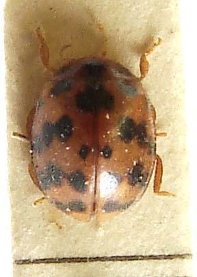 Familia: Coccinellidae katicabogarak Subcoccinella vigintiquatuorpunctata lucernaböde jell: 3-4 mm, majdnem kerek, alapszíne téglavörös v. vörösbarna, mindkét szárnyfedőn 12 fekete folt (ill.