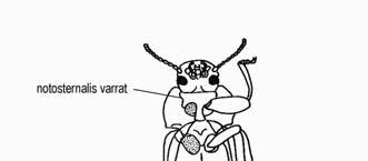 Subordo: ADEPHAGA Az előtor pleuritja megvan Subordo: POLYPHAGA Az előtor pleuritja csökevényes és behúzódik a tor belsejébe Carabidae Tenebrio molitor - lisztbogár A potroh 1.