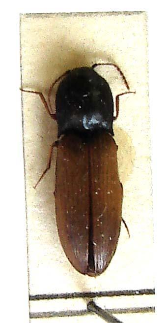Familia: Elateridae pattanóbogarak Agriotes ustulatus mezei pattanóbogár jell: 7-10 mm, szárnyfedő sárgásbarna néha sötétebb, életm.