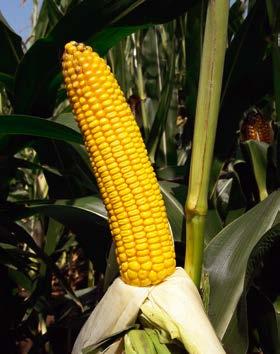 Syngenta Kukorica hibridek SY Talisman FAO 250 Nagyon rövid tenyészidejű (110-115 nap), igazi kettős ú (siló, szemes) köztes szemtípusú hibrid.