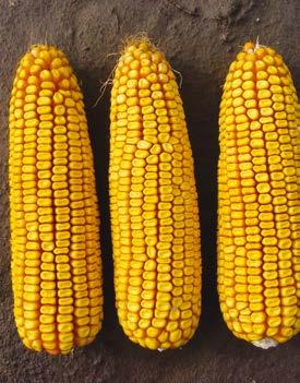 SY Arioso FAO 300 Gyors kezdeti fejlődésű, átlagosnál kicsit magasabbra növő korai kukorica. Érésidejét meghazudtoló termőképességgel rendelkezik.