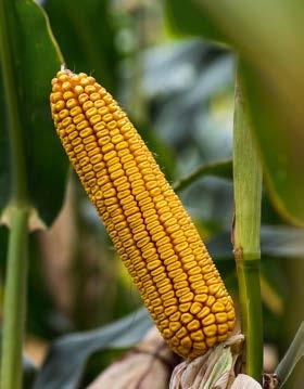 Syngenta Artesian Kukorica hibridek SY Chorintos FAO 350-360 Magas stressztűrő képességre nemesített termőképességgel rendelkező hibrid a FAO 300 érésidő közepén.