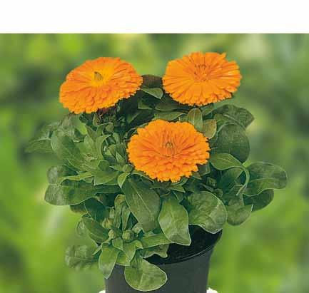 mellett 9 Calceolaria integrifolia Pita Petit F Yellow 0-5 2