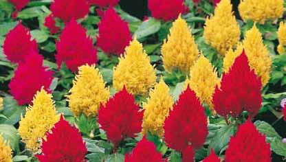 Celosia argentea plumosa Hopkin