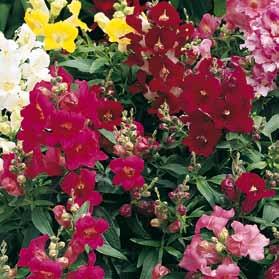 Újdonságok 92 Antirrhinum majus Bells - Pink Yellow