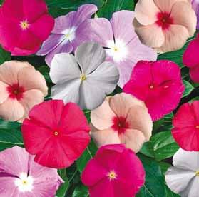 Mix Dianthus x barbatus Diabunda F Pink Pearl - Rose