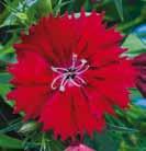 is 9 0-5 Dianthus x