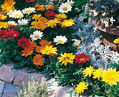 Gazania rigens Kiss F