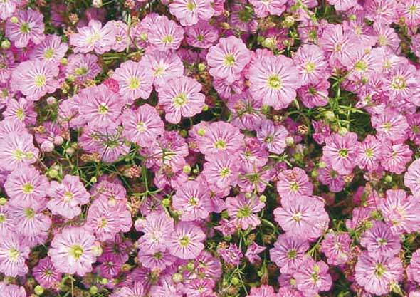 Gypsophylla muralis Teeny Deep Rose erős, mély rózsaszín virág, kerek