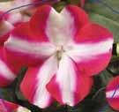 Impatiens