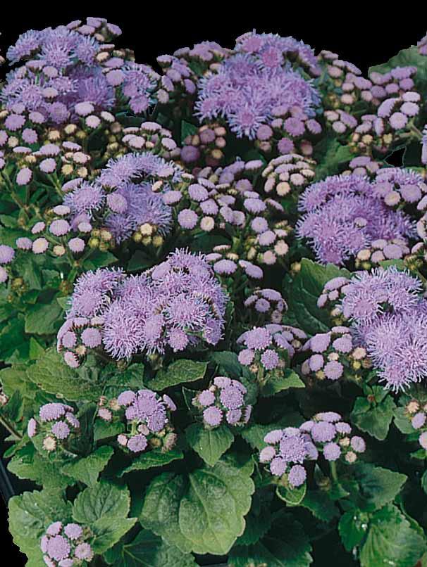 Ageratum houstonianum Fields F erőteljes