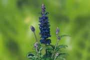 Lady in Red Lady in Red Salvia farinacea Fairy Queen 33 egyedi,