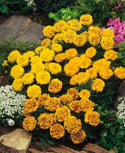 Tagetes patula nana