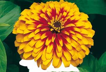 Zinnia elegans diploid Profusion F Swizzle