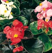 Begonia