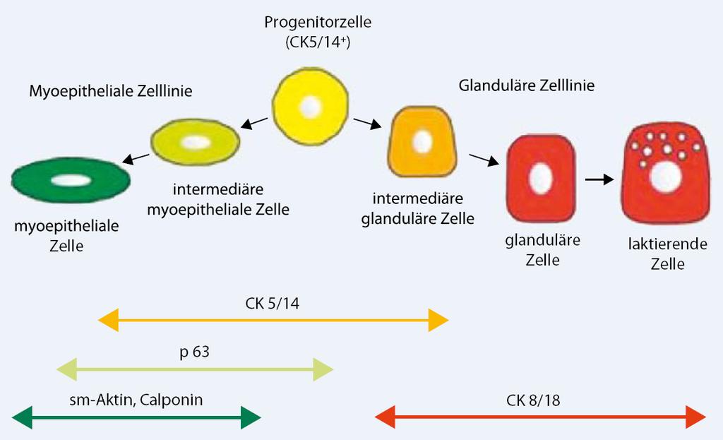 Pathologe