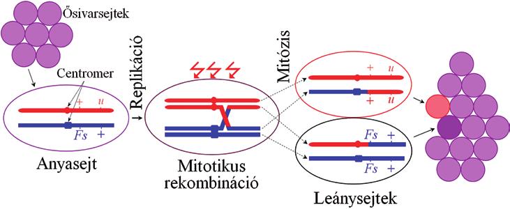 6. ábra. Mitotikus rekombináció és a domináns nőstény-steril technika lényege.