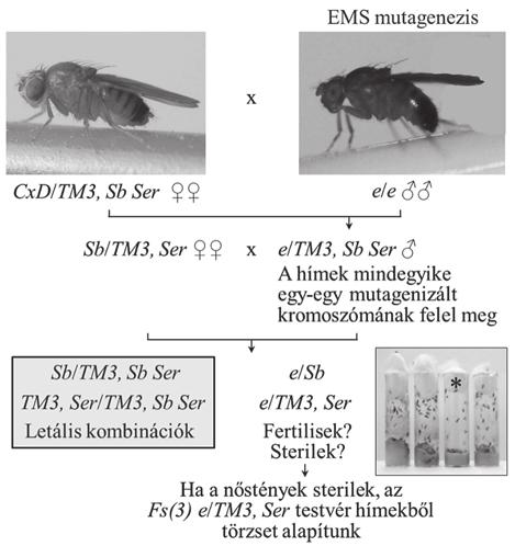az Fs/+ nőstények sterilek, az Fs mutációk a megszokott módon nem térképezhetők.