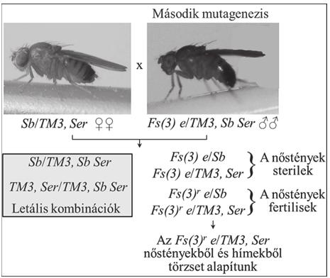 9. ábra. Séma revertáns, Fs(3) r allélok izolálására. (Magyarázat a szövegben.) sophila egyik transzpozonjával bombáztuk őket. Az Fs(3) mutációk esetében a 9. ábrán bemutatott sémát alkalmaztuk.